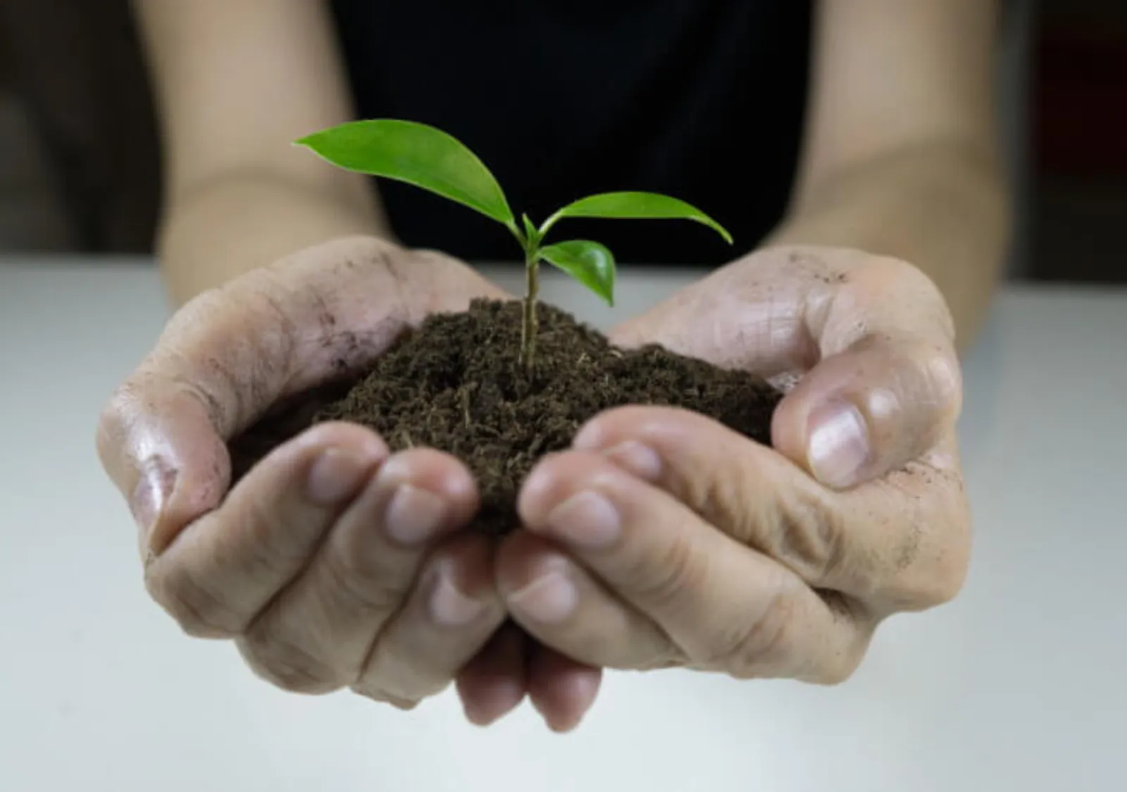 The Future of Sustainable Cold Chain Packaging