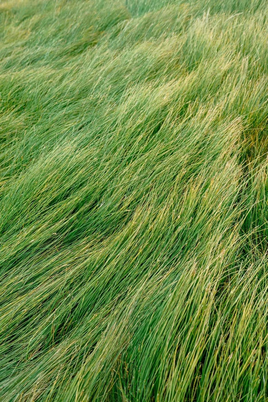 Tall grass